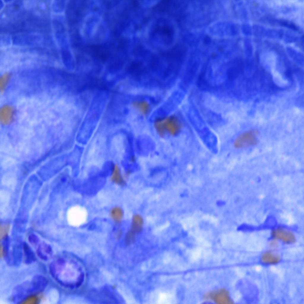 Cytologie Azurvet-Lab image