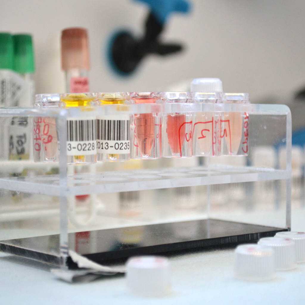 Sébocytes Azurvet-Lab